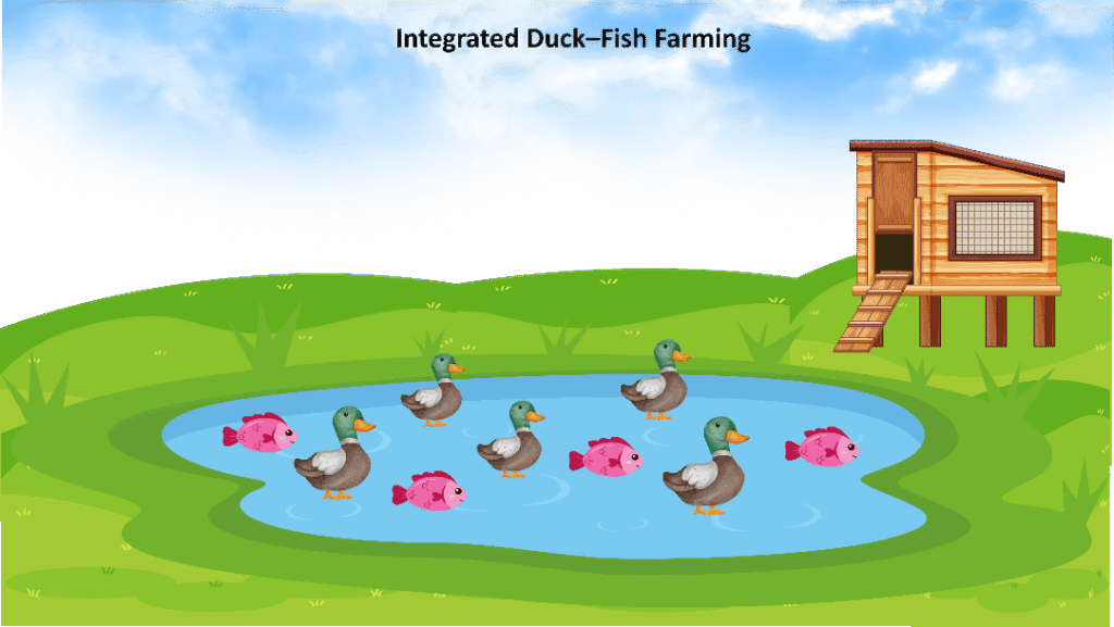 Figure 6. Integrated duck–fish farming
