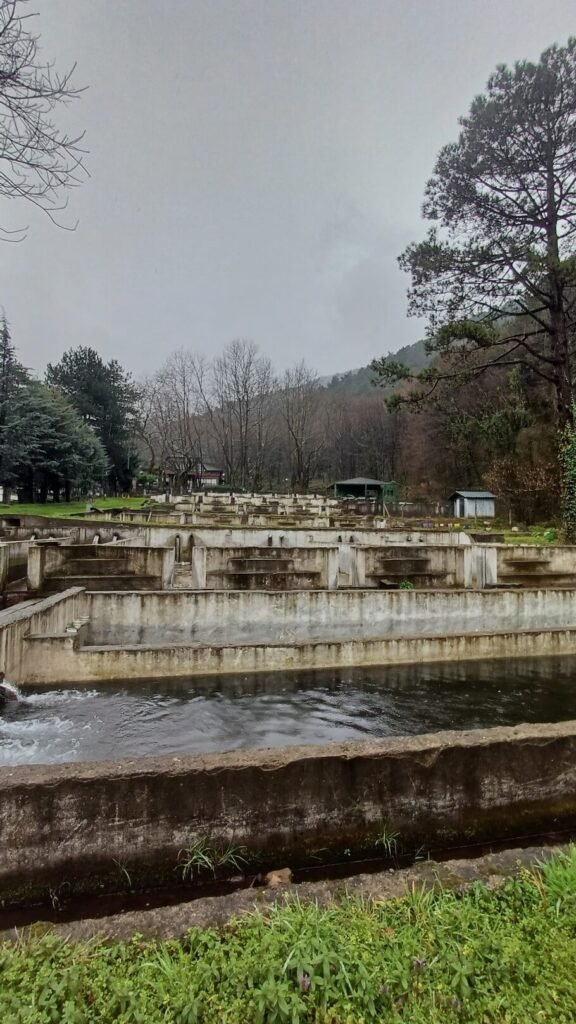 Figure 5. Grow-out ponds